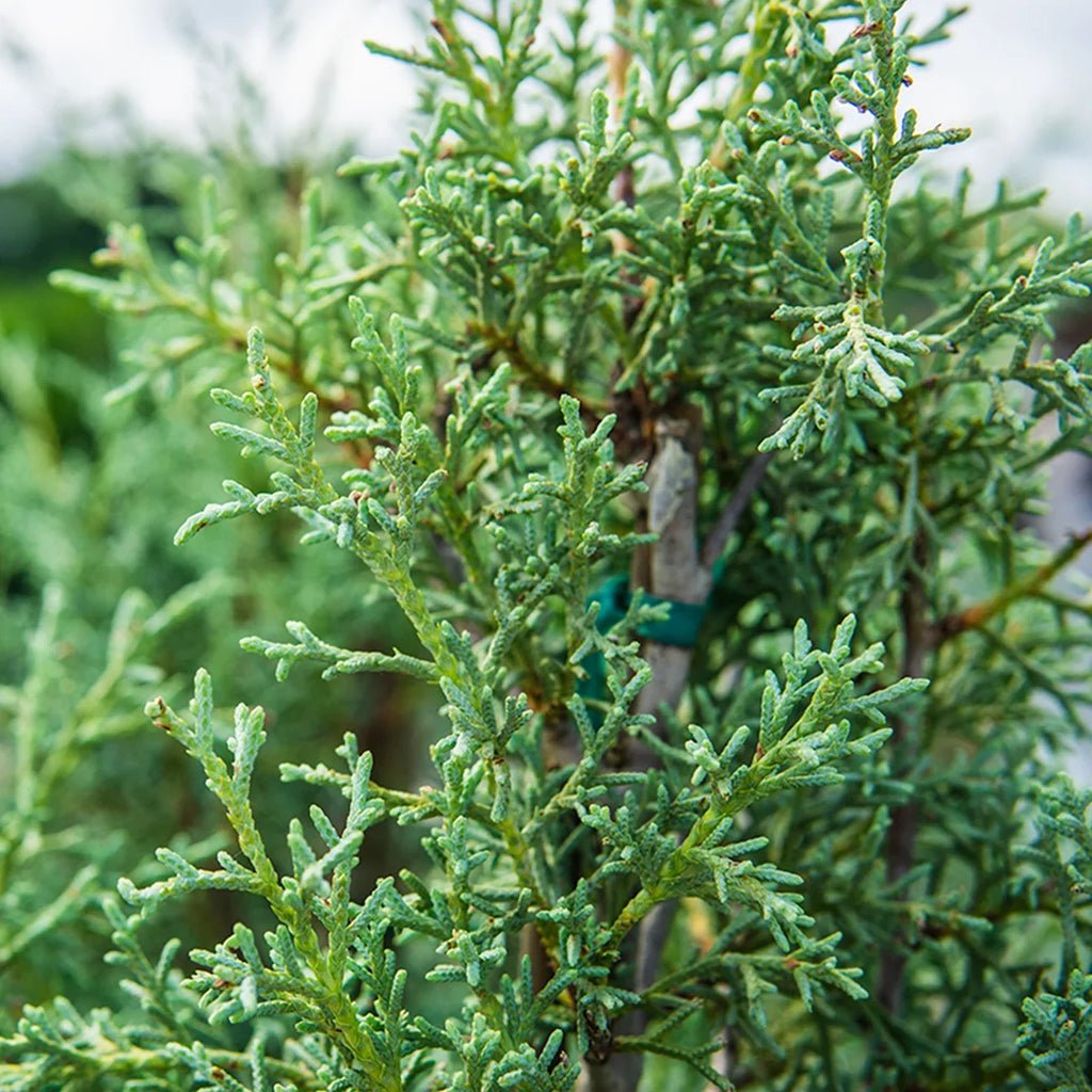 3 Gal. Carolina Sizeapphire Cypress Tree - Fast Growing - Unique Blue Green Foliage