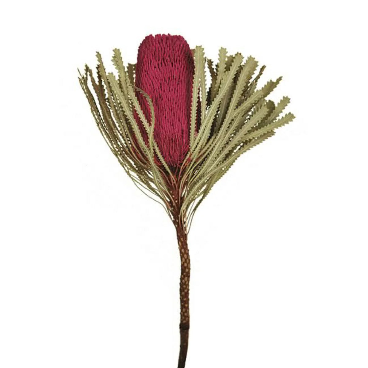 Vickerman  Jumbo Erica Pink Banksia Flower Sizetems - Erica Pink - 12-18 in.